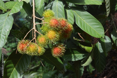 Rambutan fruit on tree