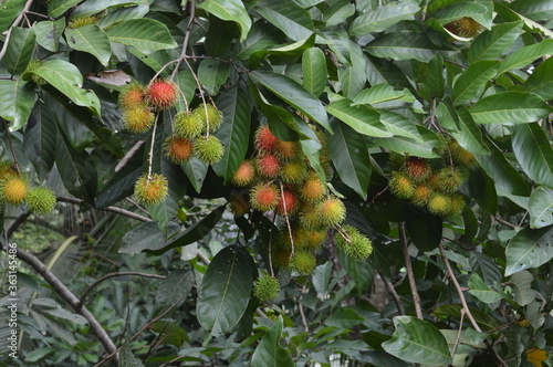 Rambutan  tree with fruits