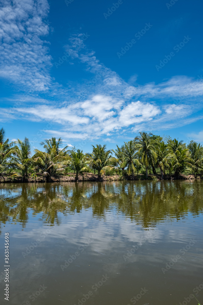 The coconut trees were planted in a long line. Reflected with the beautiful water surface.