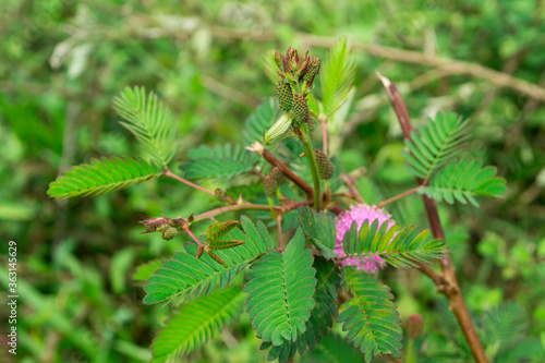 Close up mimosa pudica flower of sensitive plant.