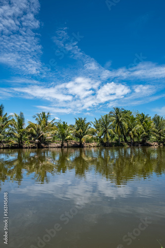 The coconut trees were planted in a long line. Reflected with the beautiful water surface. © Arucha