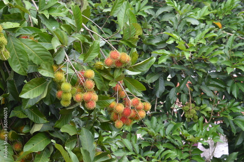 Rambutan fruit on tree