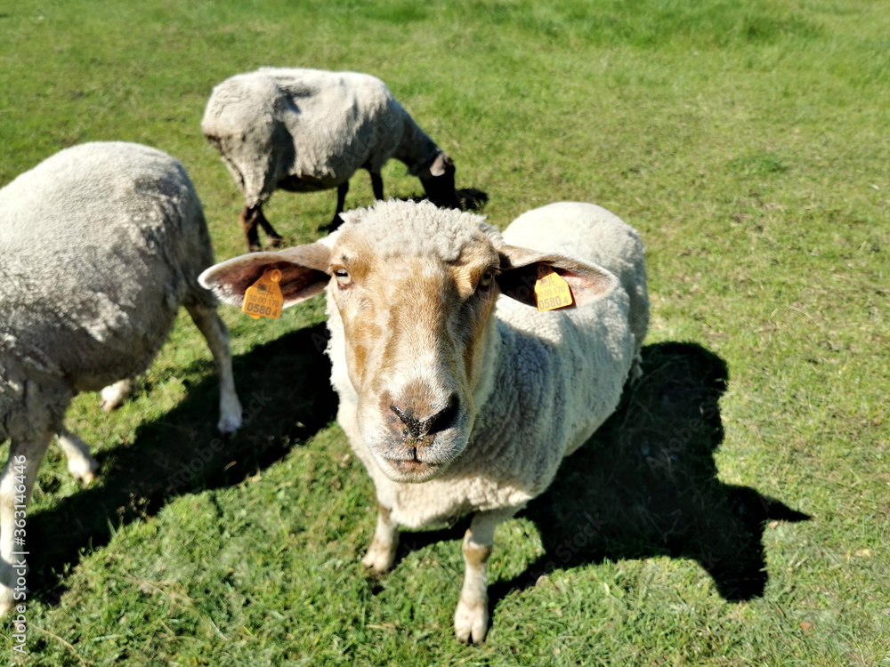 Sheep's head close up. sheep staring at the lens.