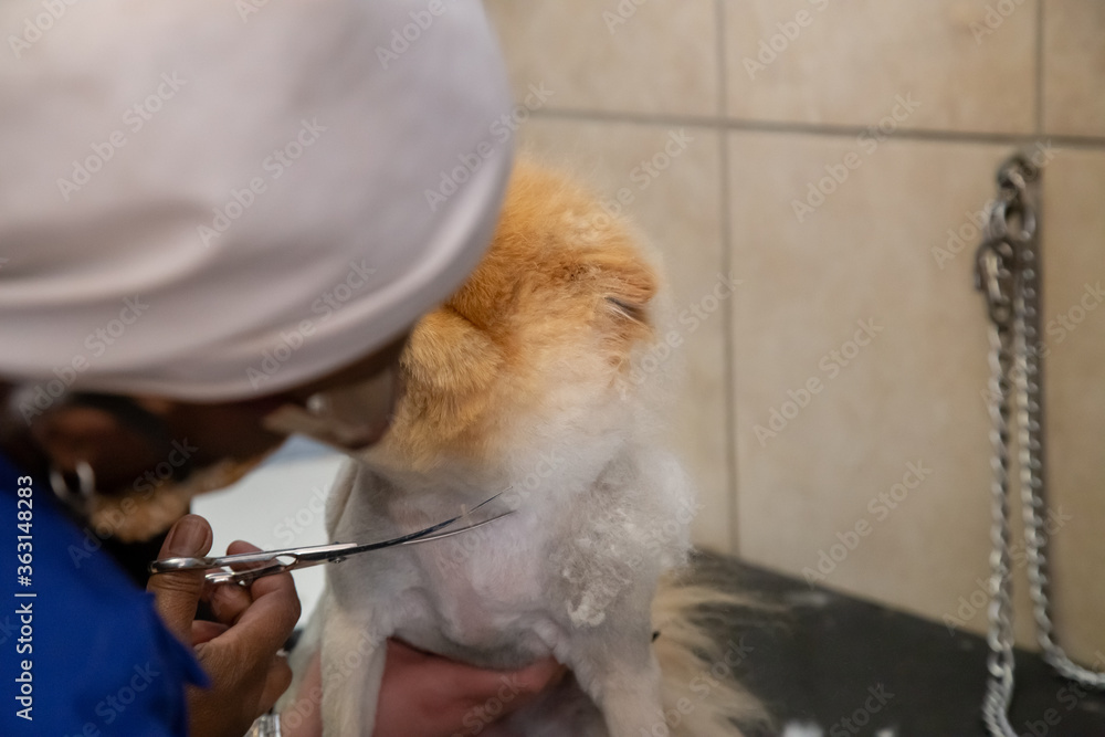 groomer cutting face of a small brown dog in a doggie parlour with scissors 