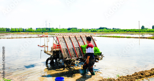 Wallpaper Mural Farmers planting rice in field by using rice planting machine. Torontodigital.ca