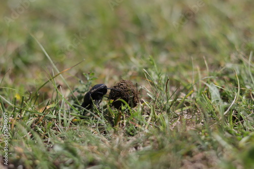 Small Dung beetle rolling a piece of manure accross a green grass field. A special kind of insect that feed on feces. Known as rollers they can push up to 1100 times their own mass