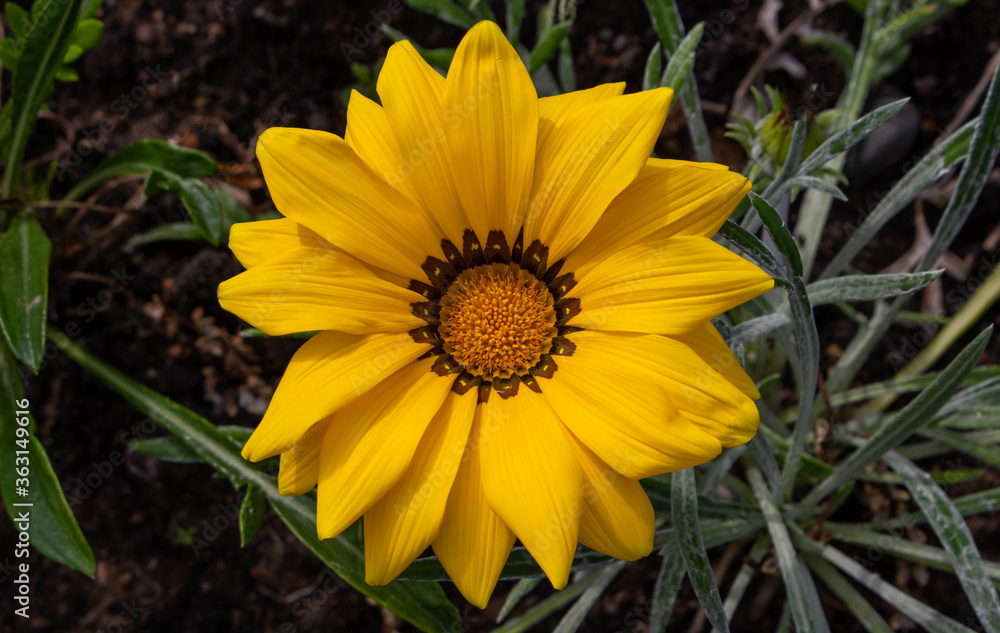 Close-up photo of a beautiful yellow garden flower Gazania Gazania linearis in a flower bed in the Park. Close-up photo of a beautiful yellow garden flower Gazania Gazania linearis in a flower bed in the Park.