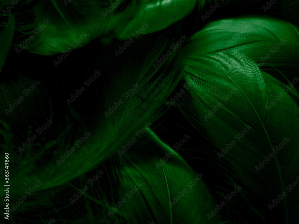 Beautiful abstract white and green feathers on black background and soft white feather texture on white pattern and green background, feather background, green banners Beautiful abstract white and green feathers on black background and soft white feather texture on white pattern and green background, feather background, green banners