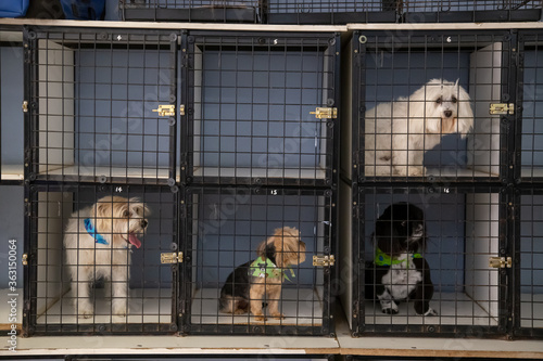 Puppy dogs in square kennel cages looking at the camera two cages empty