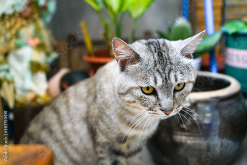 Striped cats in the garden