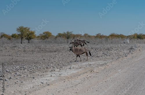 Oryxantilopen im Naturreservat Etosha Nationalpark Namibia S  dafrika