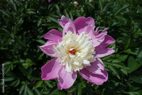 Flower of peony with pink guard petals with a mound of pale lemon yellow staminodes