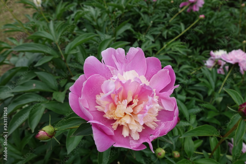 Two colored flower of Japanese style peony in May