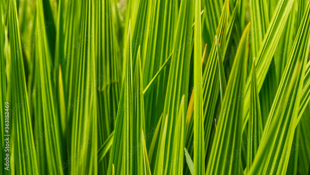 Green grasses near the river, in South East Cornwall, UK Green grasses near the river, in South East Cornwall, UK