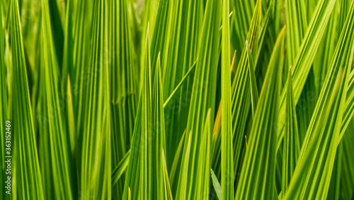 Green grasses near the river, in South East Cornwall, UK