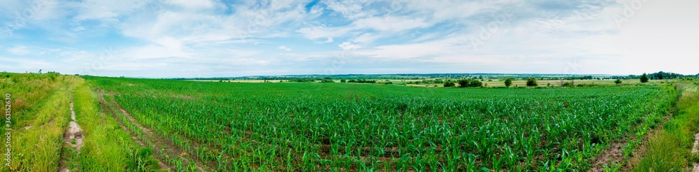 Rows of young corn shoots on a cornfield Rows of young corn shoots on a cornfield