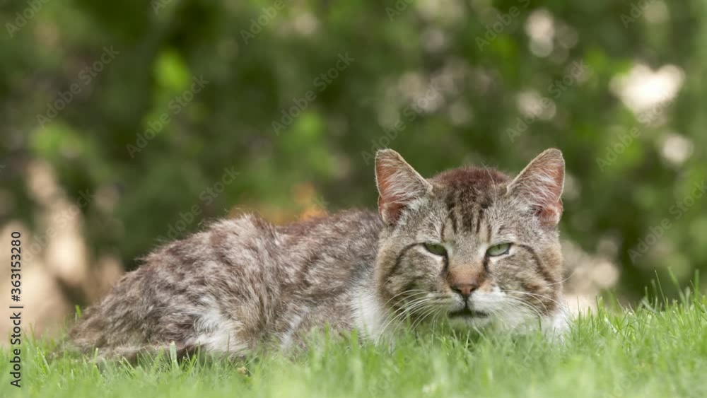 brown cat resting in the grass brown cat resting in the grass