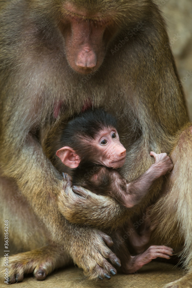 Fototapeta premium Baboon young with mother