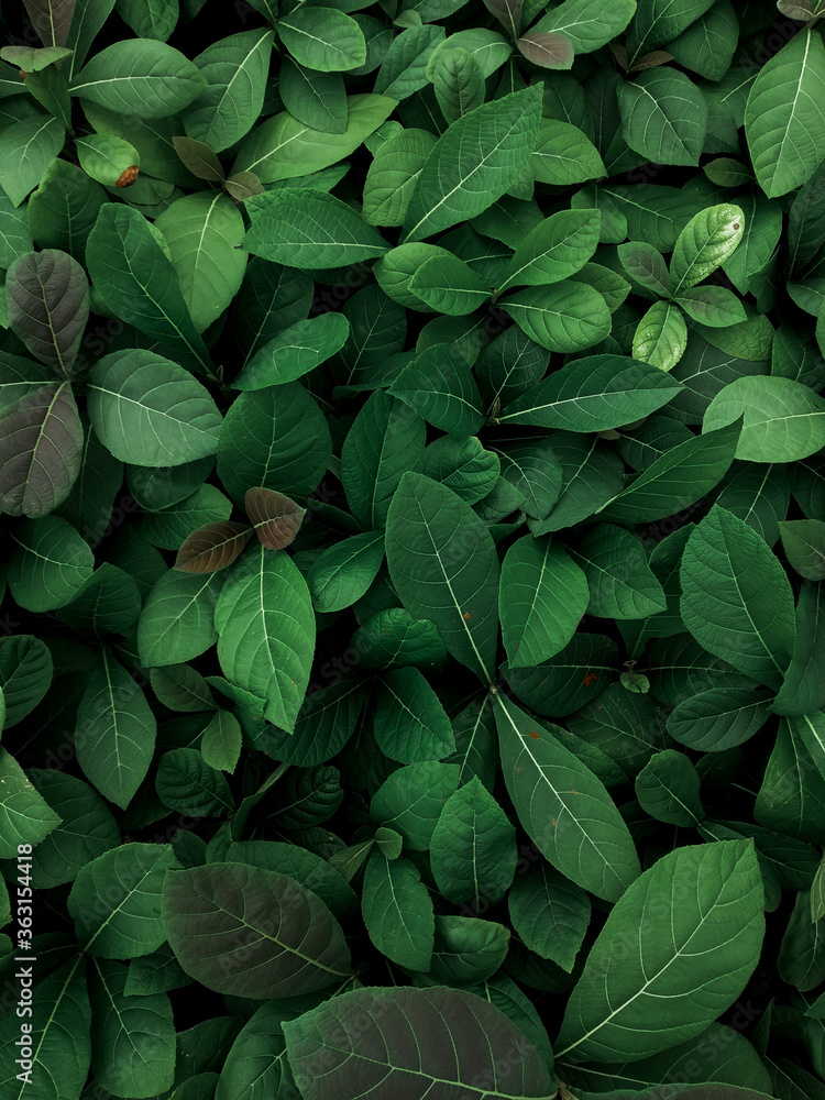 a group of teak plants. a group of teak plants.