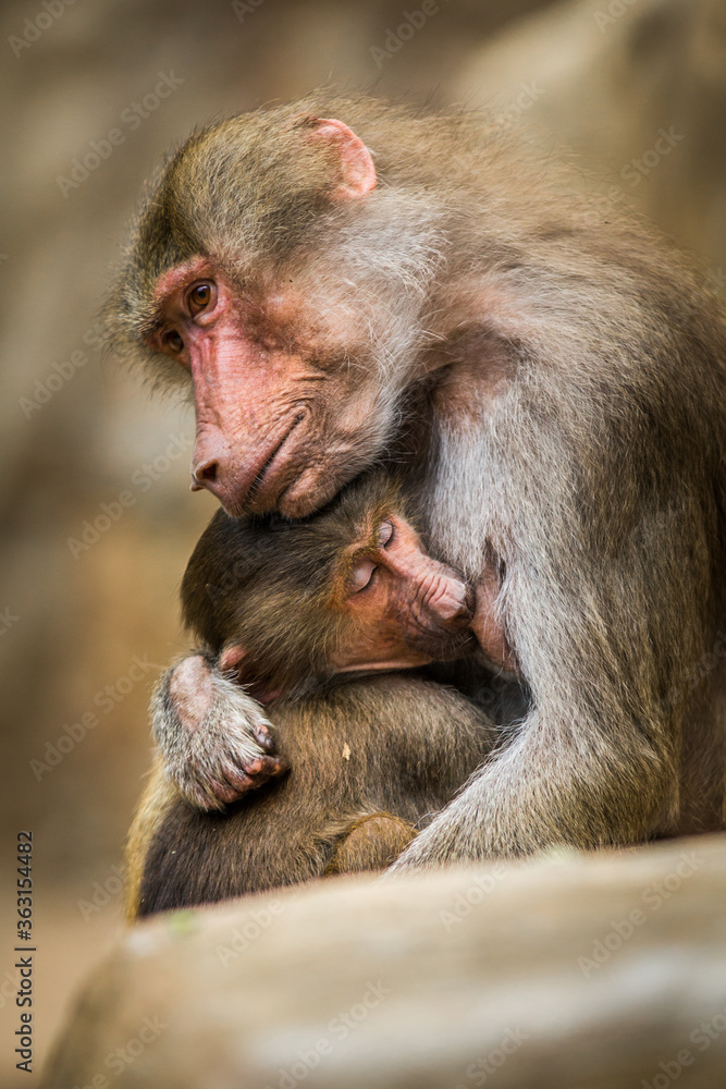 Baboon young with mother