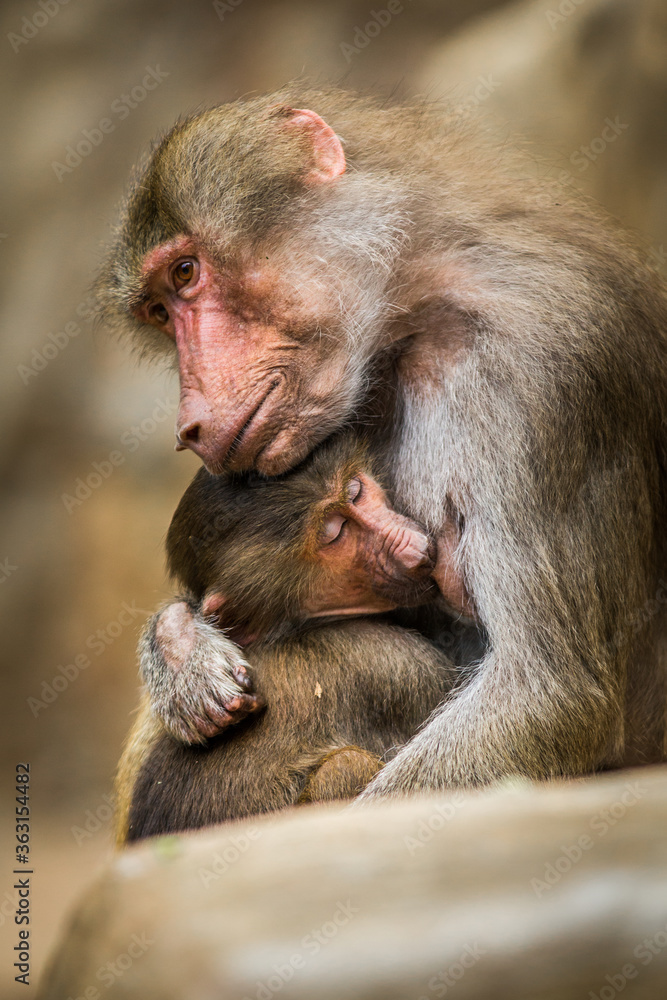 Baboon young with mother Baboon young with mother