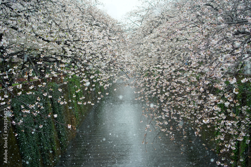 寒桜