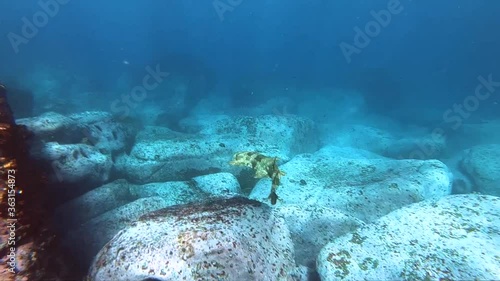 Slow-motion video of a Wobbegong Shark swimming in the crystal-clear water, Sydney Australia photo