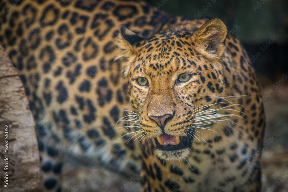 Naklejka premium Chinese leopard portrait in zoo