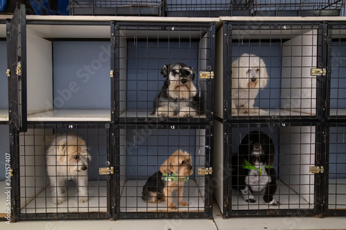 Puppy dogs in square kennel cages looking at the camera one cage open 
