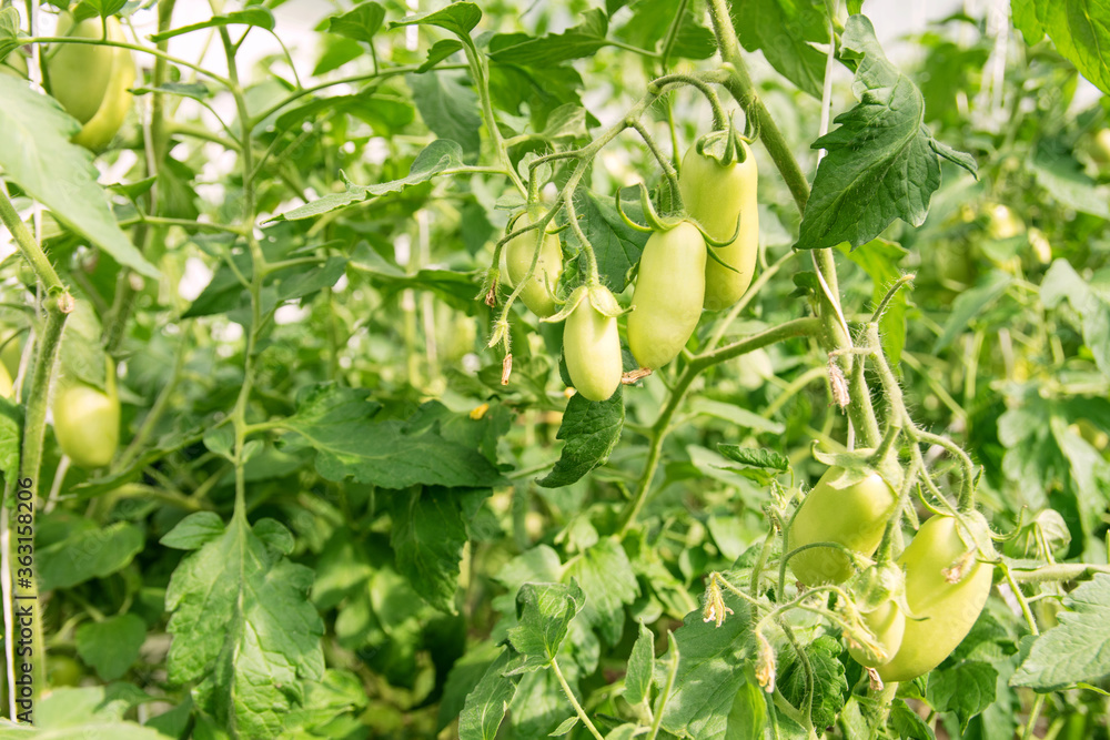a bunch of green tomatoes hanging on a branch in a greenhouse a bunch of green tomatoes hanging on a branch in a greenhouse