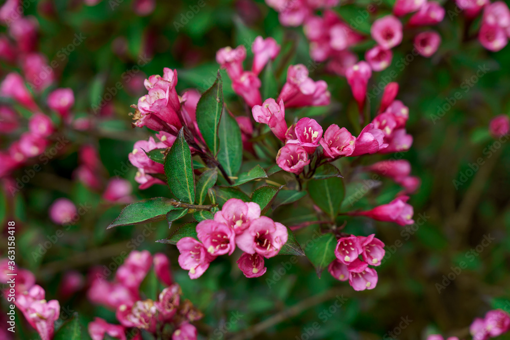 Weigela flowers with green leaves on blurry background . High quality photo Weigela flowers with green leaves on blurry background . High quality photo