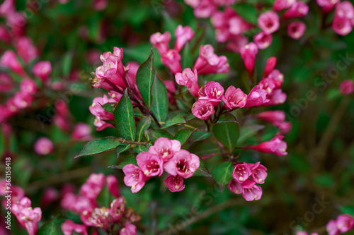 Weigela flowers with green leaves on blurry background . High quality photo