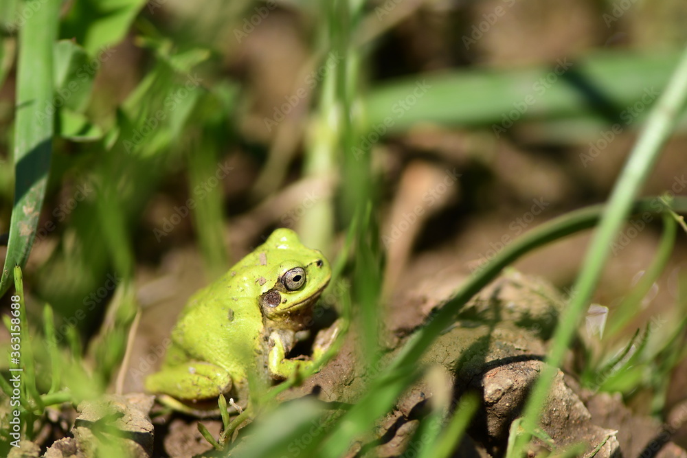 Tree frog in green grass, close up. Tree frog in green grass, close up.