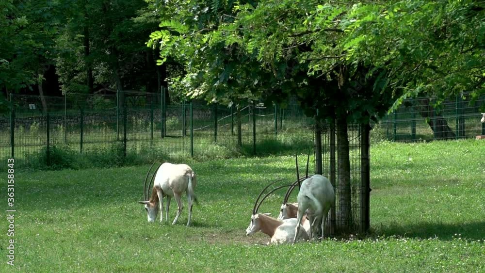Folck of Scimitar - horned Oryx on green grass near tree. Folck of Scimitar - horned Oryx on green grass near tree.