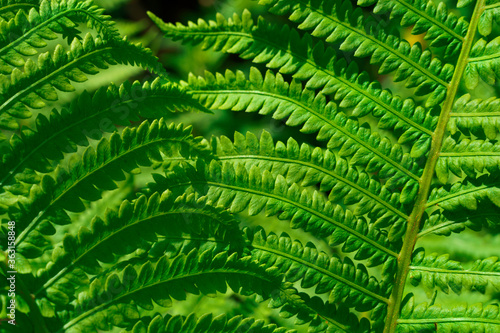 Green leaves fern close up shot. High quality photo