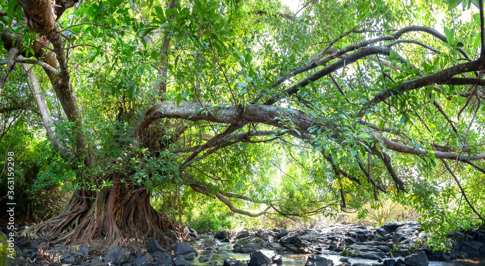 Ancient Ficus bengalensis grows by stream in a tropical forest. The