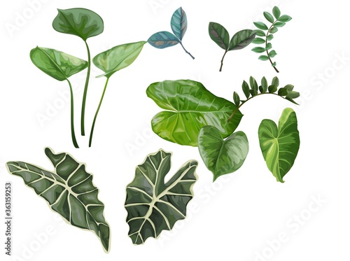 Tropical leaves isolated vector