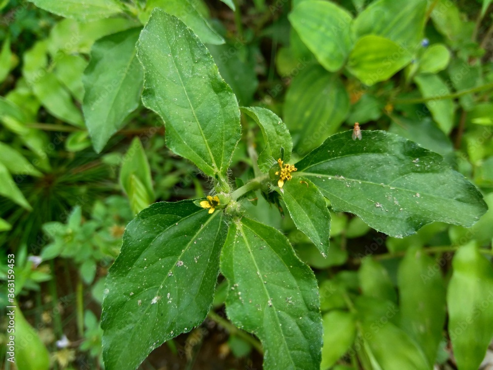 Node weed (also known Synedrella nodiflora, synderella weed) with a natural background. Node weed (also known Synedrella nodiflora, synderella weed) with a natural background.
