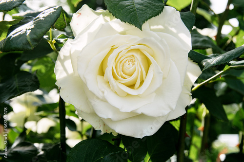 Fototapeta Naklejka Na Ścianę i Meble -  white blooming rose on a bush in the garden under the sun