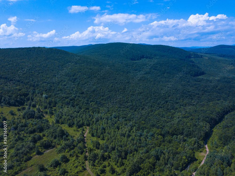 Green trees in carpathian mountines