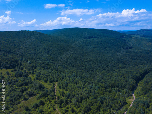 Green trees in carpathian mountines