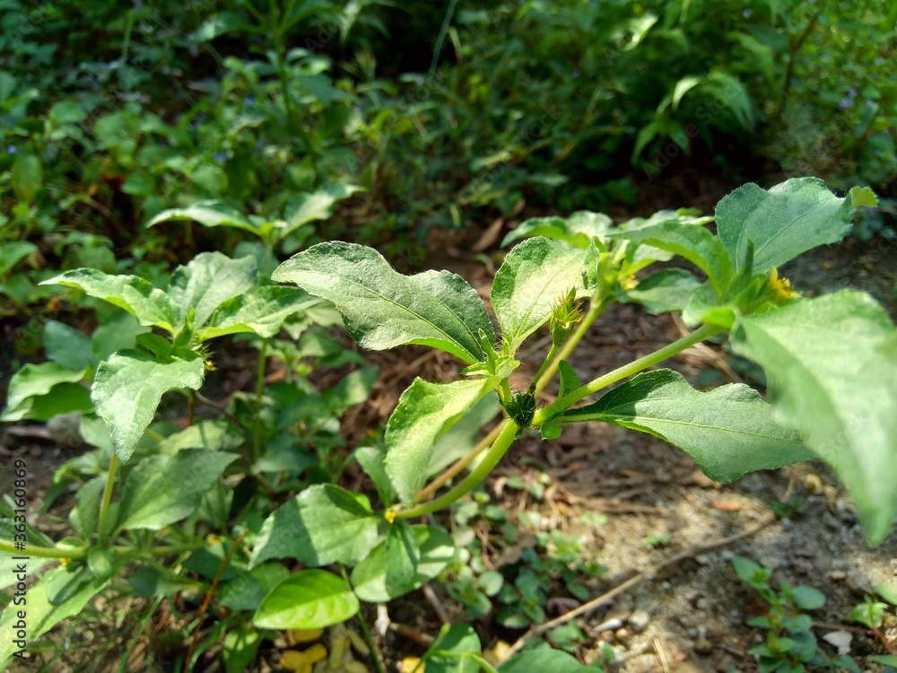 Node weed (also known Synedrella nodiflora, synderella weed) with a natural background. Node weed (also known Synedrella nodiflora, synderella weed) with a natural background.