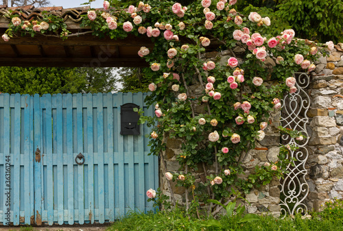 Fototapeta Naklejka Na Ścianę i Meble -  Climbing Roses Decorating a Blue Wooden Gate