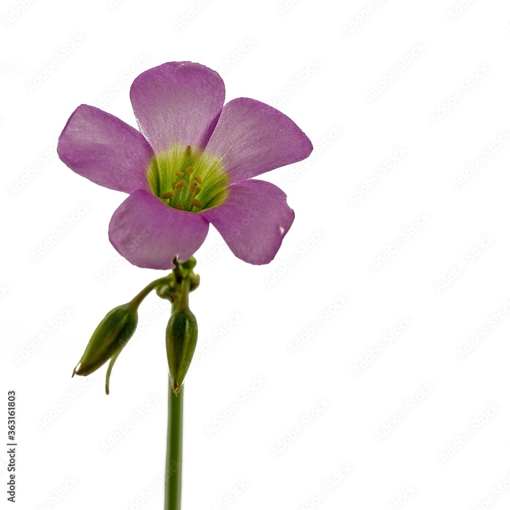 wild single purple flower closeup with white background wild single purple flower closeup with white background