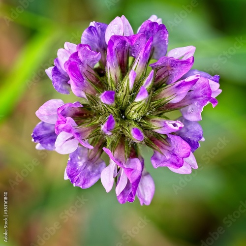 wild single purple flower closeup