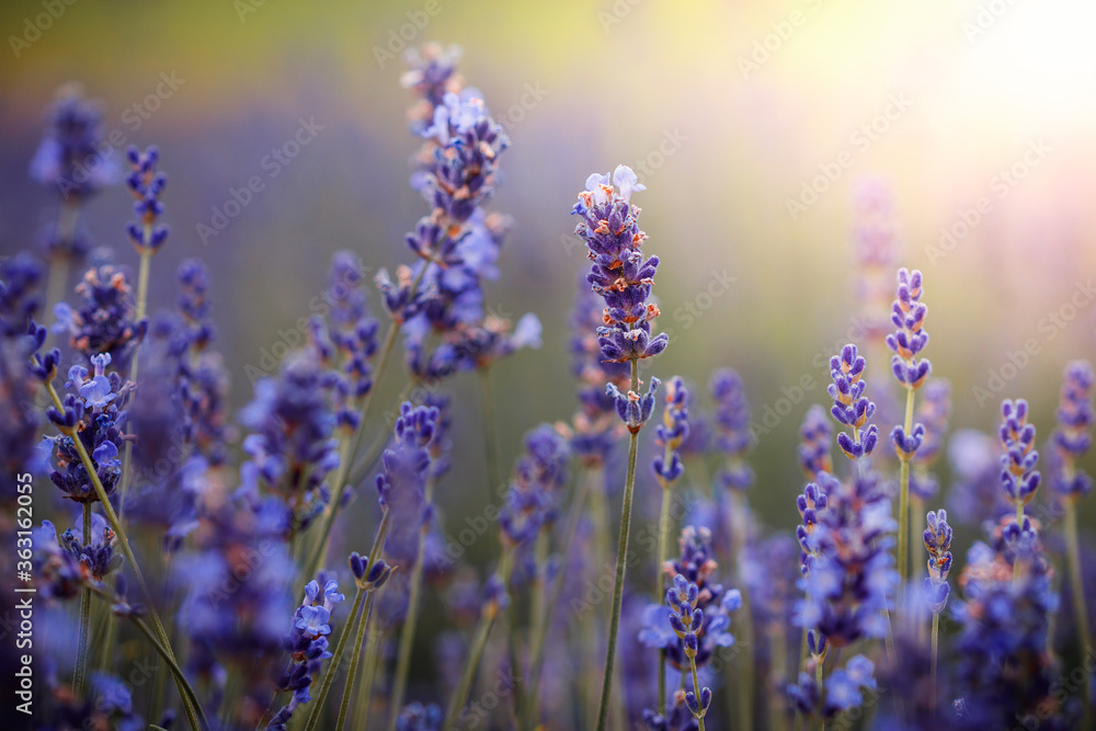 Obraz premium Purple lavender flowers field at summer with burred background. Close-up macro image.