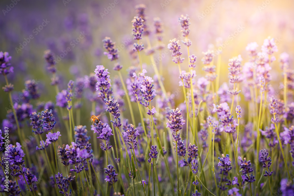 Purple lavender flowers field at summer with burred background. Close-up macro image. Purple lavender flowers field at summer with burred background. Close-up macro image.