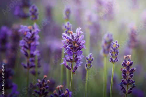 Fototapeta Naklejka Na Ścianę i Meble -  Purple lavender flowers field at summer with burred background. Close-up macro image.