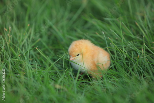 Chickens in the Green Lawn