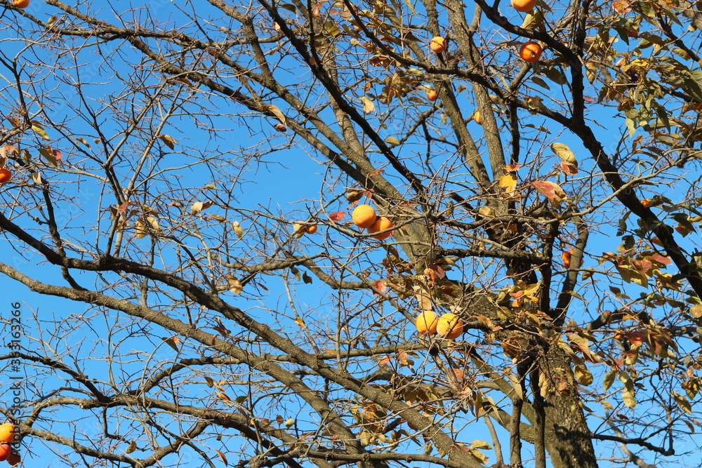 Ripe orange Korean persimmons on the tree againt the blue sky in autumn, South Korea